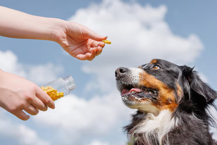 Pet Supplements
