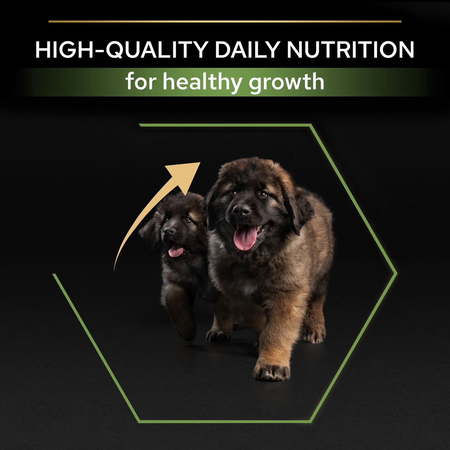 Pro Plan Large Robust Puppy Healthy Start Dry Dog Food with Chicken