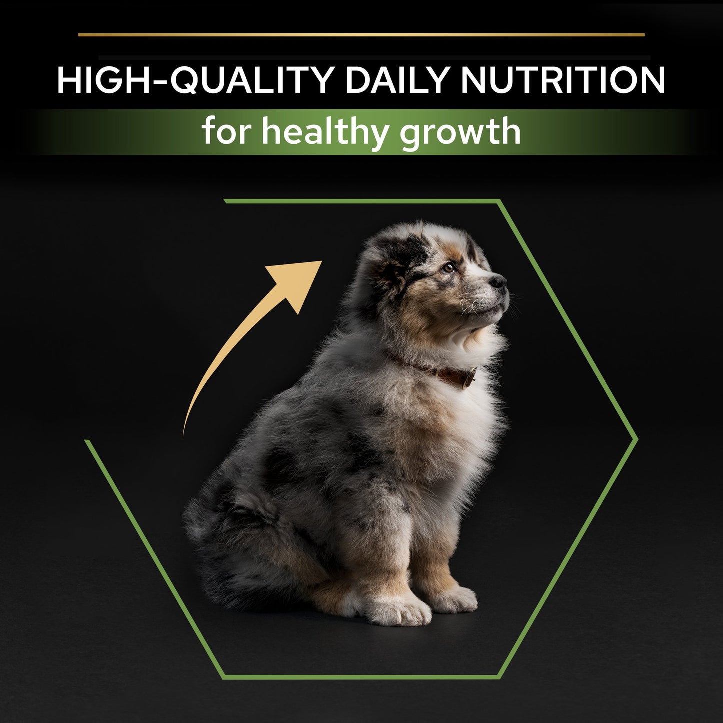Pro Plan Medium Puppy Healthy Start Dry Dog Food with Chicken