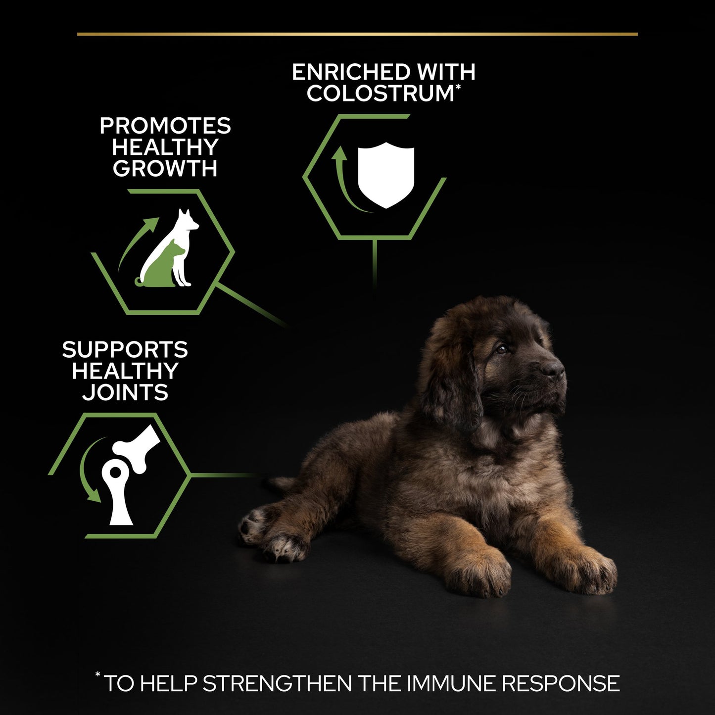 Pro Plan Large Robust Puppy Healthy Start Dry Dog Food with Chicken