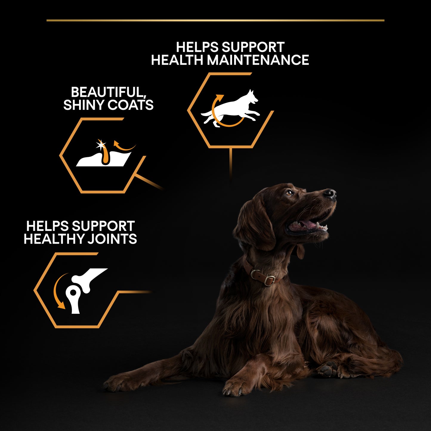 Pro Plan Everyday Nutrition Large Athletic Adult, Dry Dog food with Chicken, 14 kg