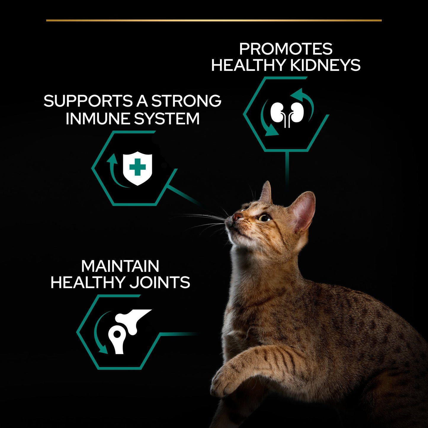 Pro Plan Adult Renal Plus Everyday Dry Cat Food with Chicken 1.5Kg