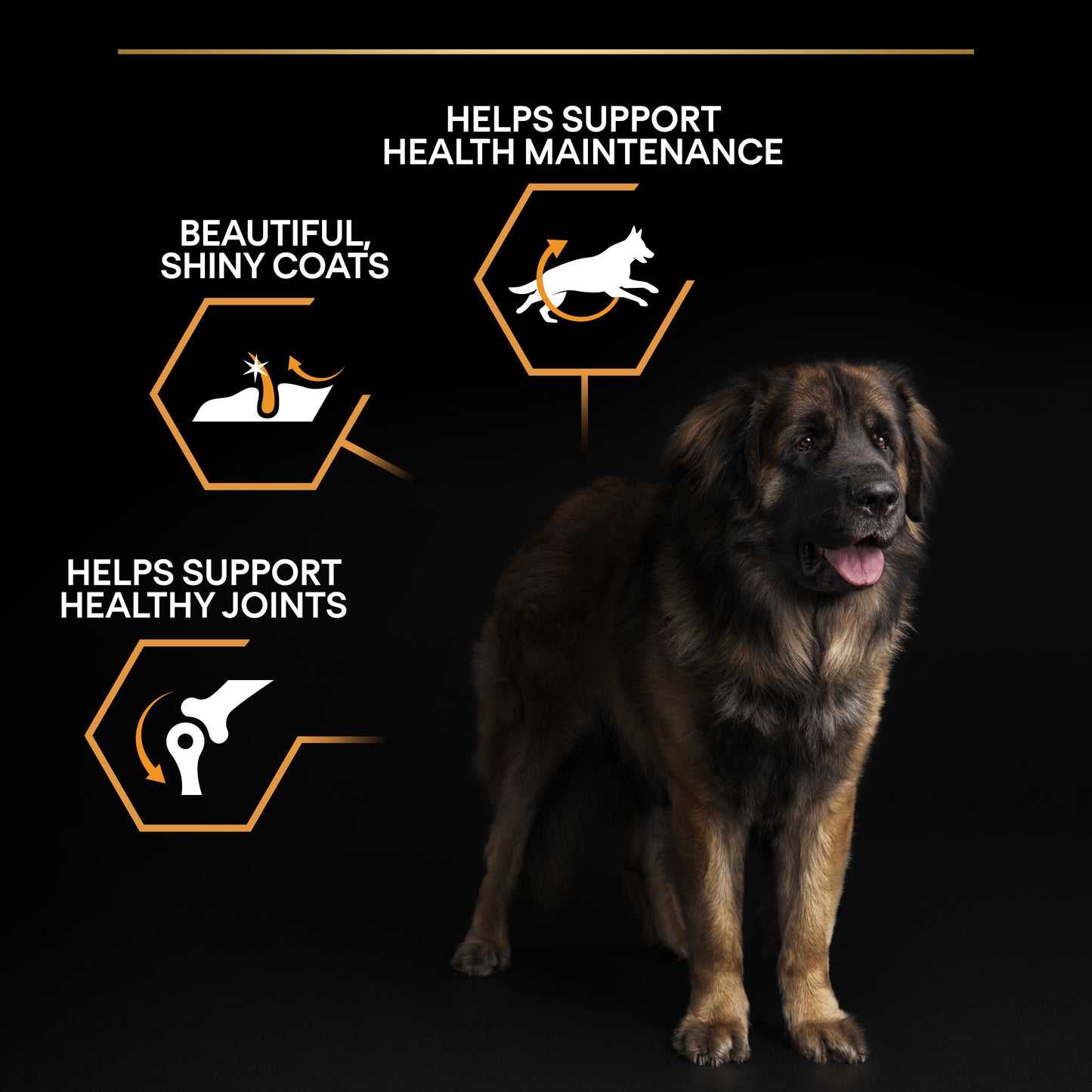 Pro Plan Large Robust Adult Everyday Nutrition Dry Dog Food with Chicken 14Kg