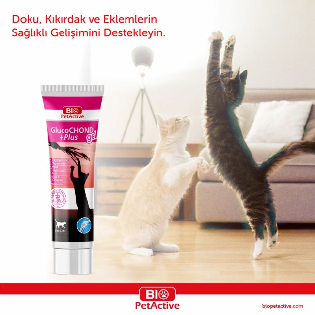 GlucoCHOND Plus Gel - Hip and Joint Support Gel for Cats