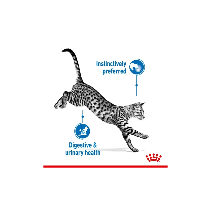 INDOOR 85G Wet Food Royal Canine